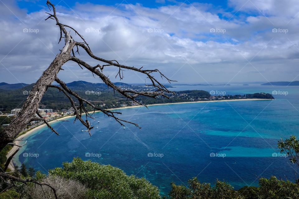 Dead tree overlooking ocean and bay