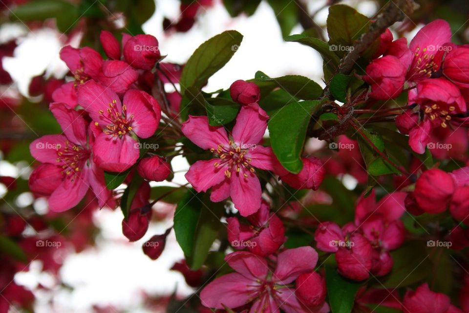 Flowering Beginning 