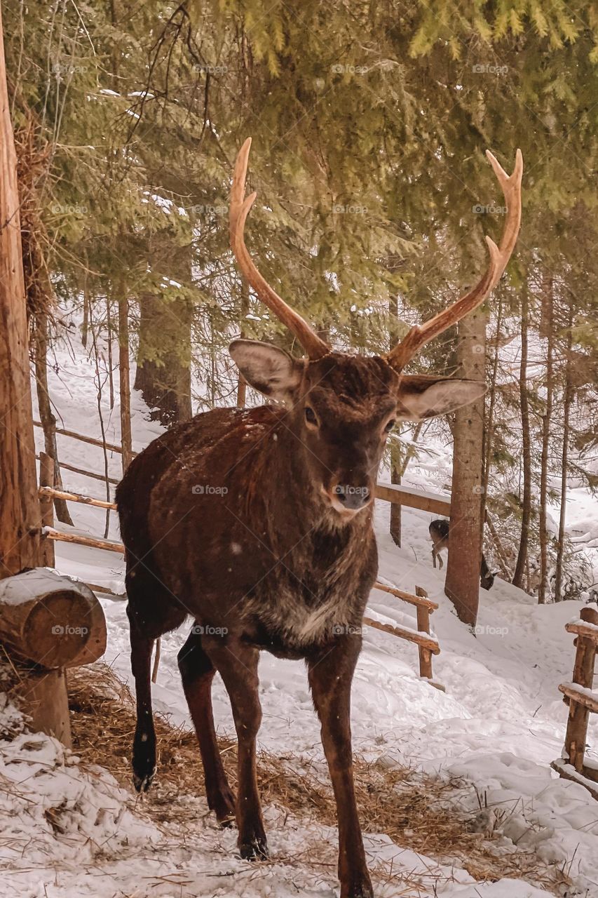 Deer and winter