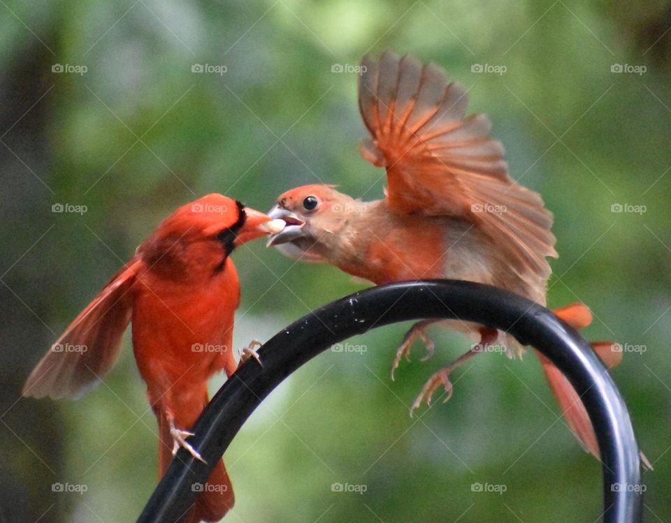 The Cardinal dad feeding a juvenile Cardinal.