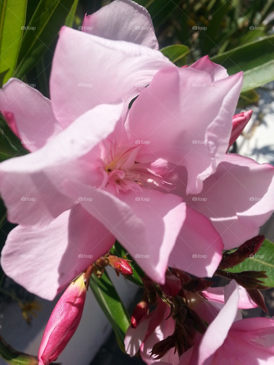 oleander