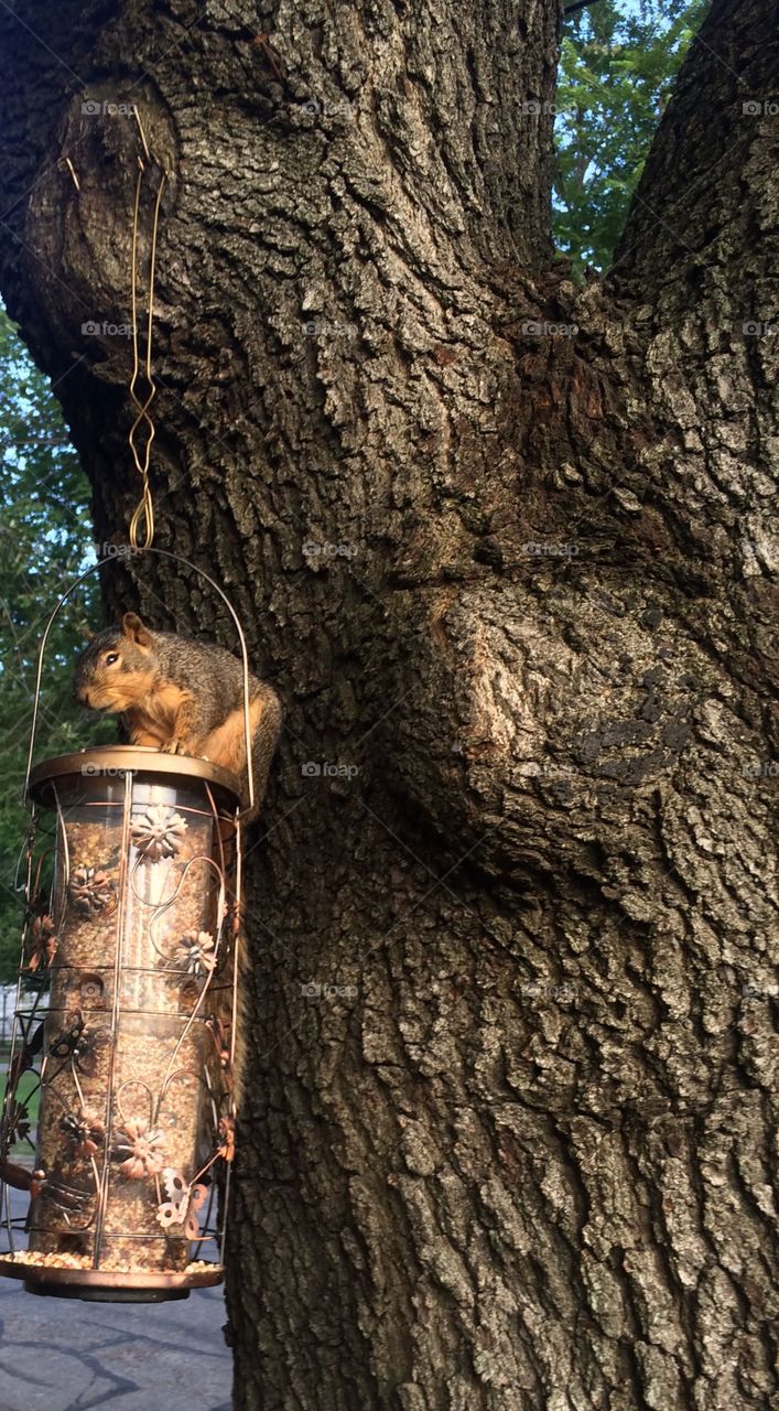 Squirrel eating bird seeds❤️