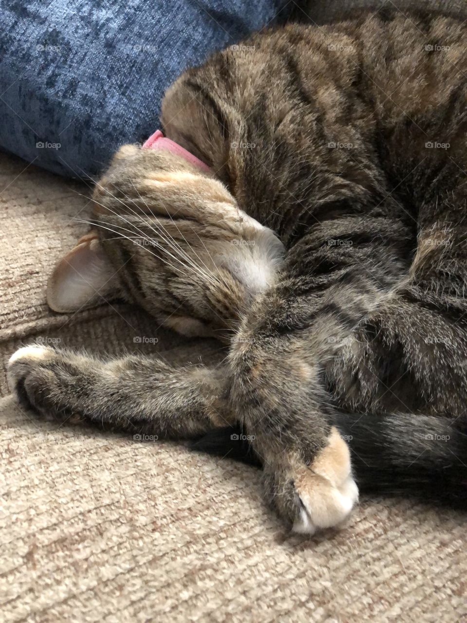 Sleeping cat curled up comfy I think 