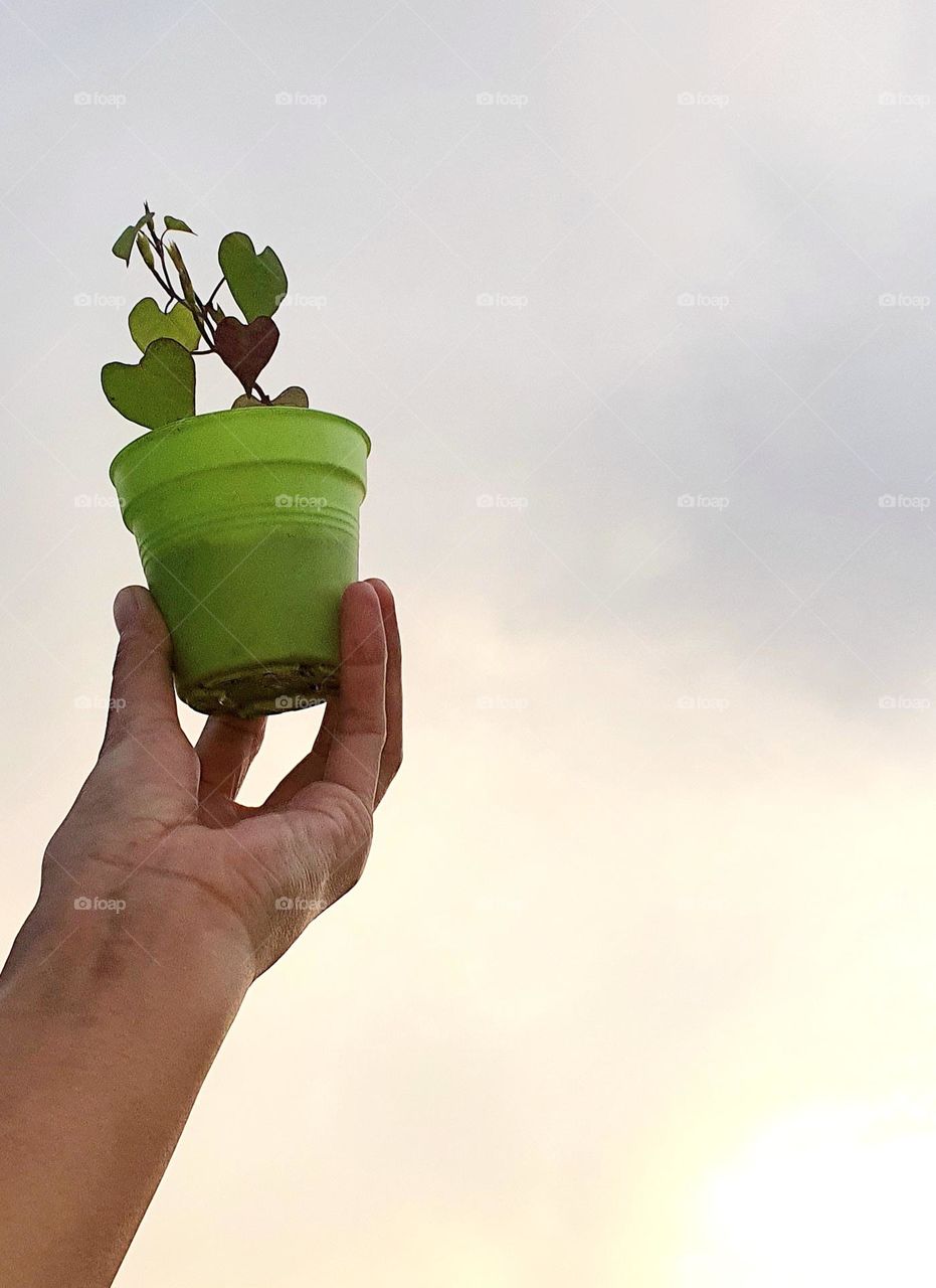 Plant Morning Glory