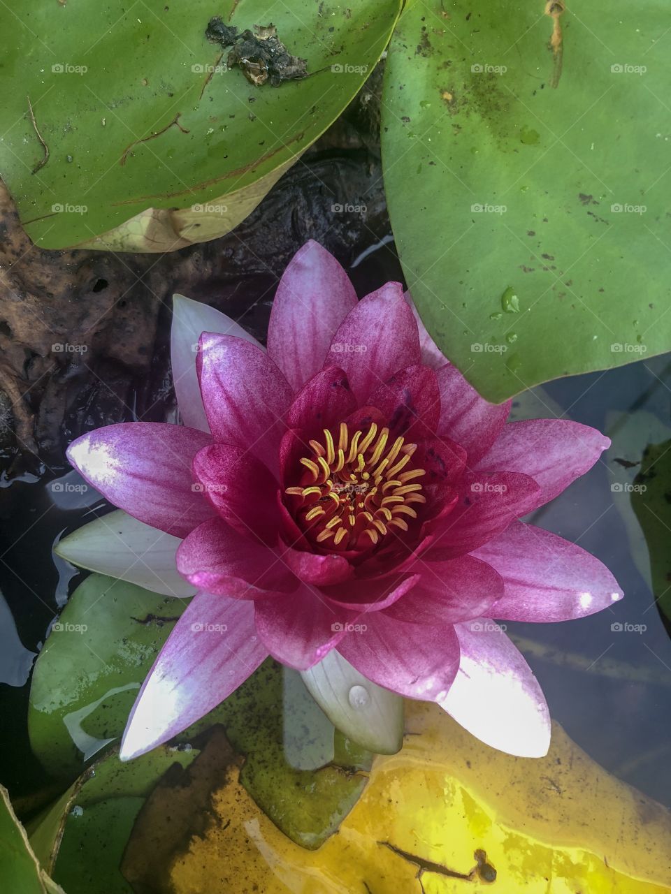 The Asian lotus flower is an aquatic plant belonging to the Nelumbonaceae family, native to Asia and Australia. 
