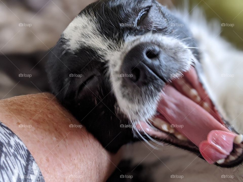 Jack, 3 weeks after adoption