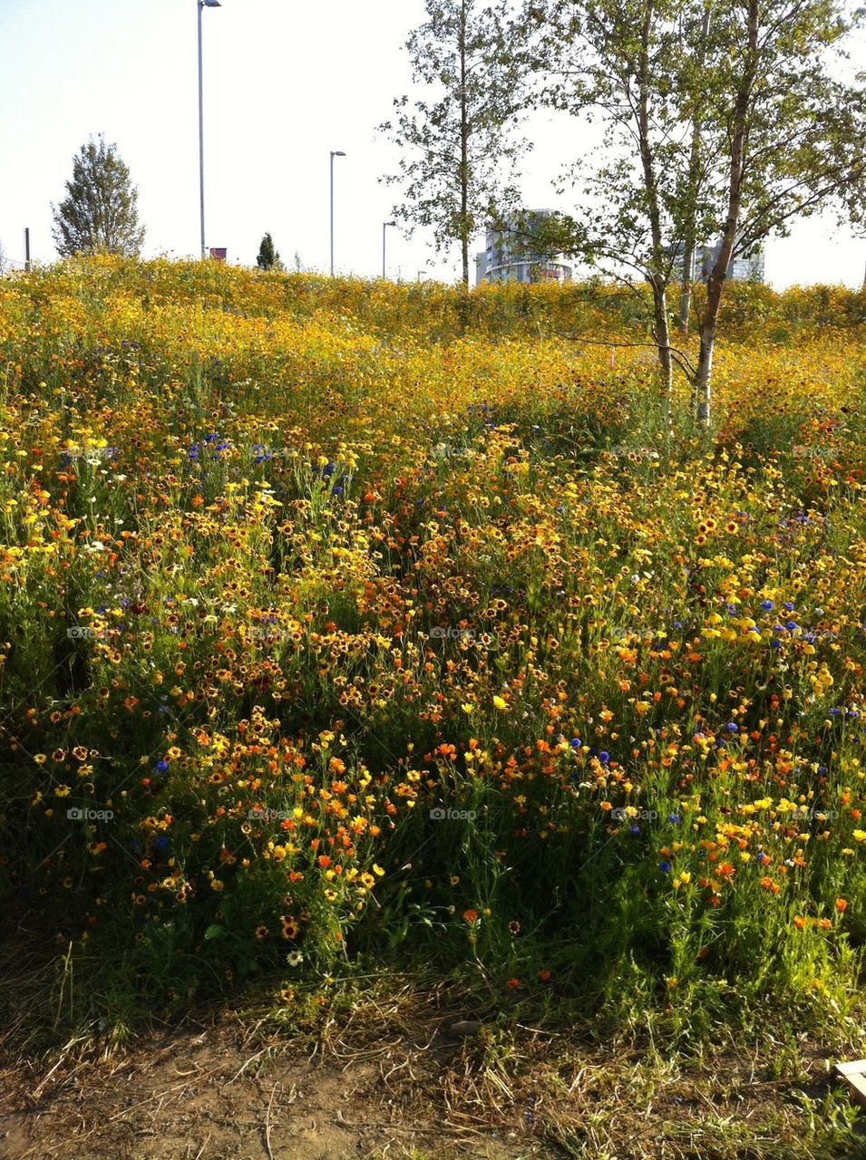 Olympic park