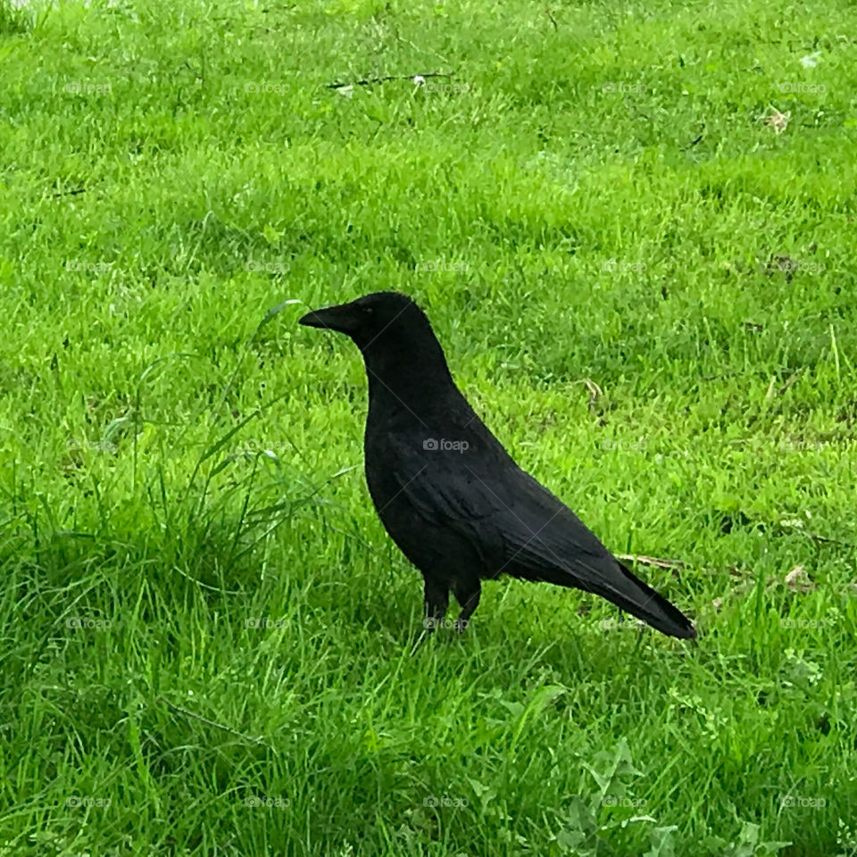 common raven in the nature 