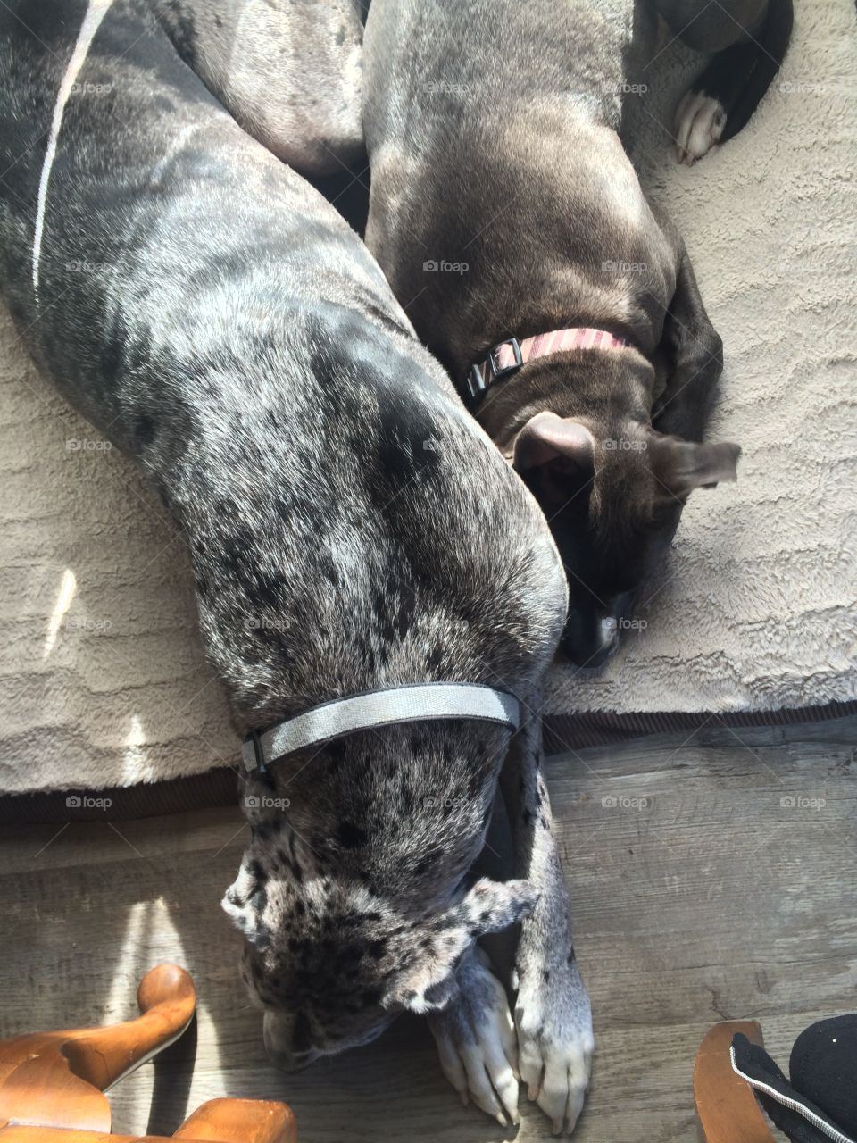 Dane and pit share a doggy bed