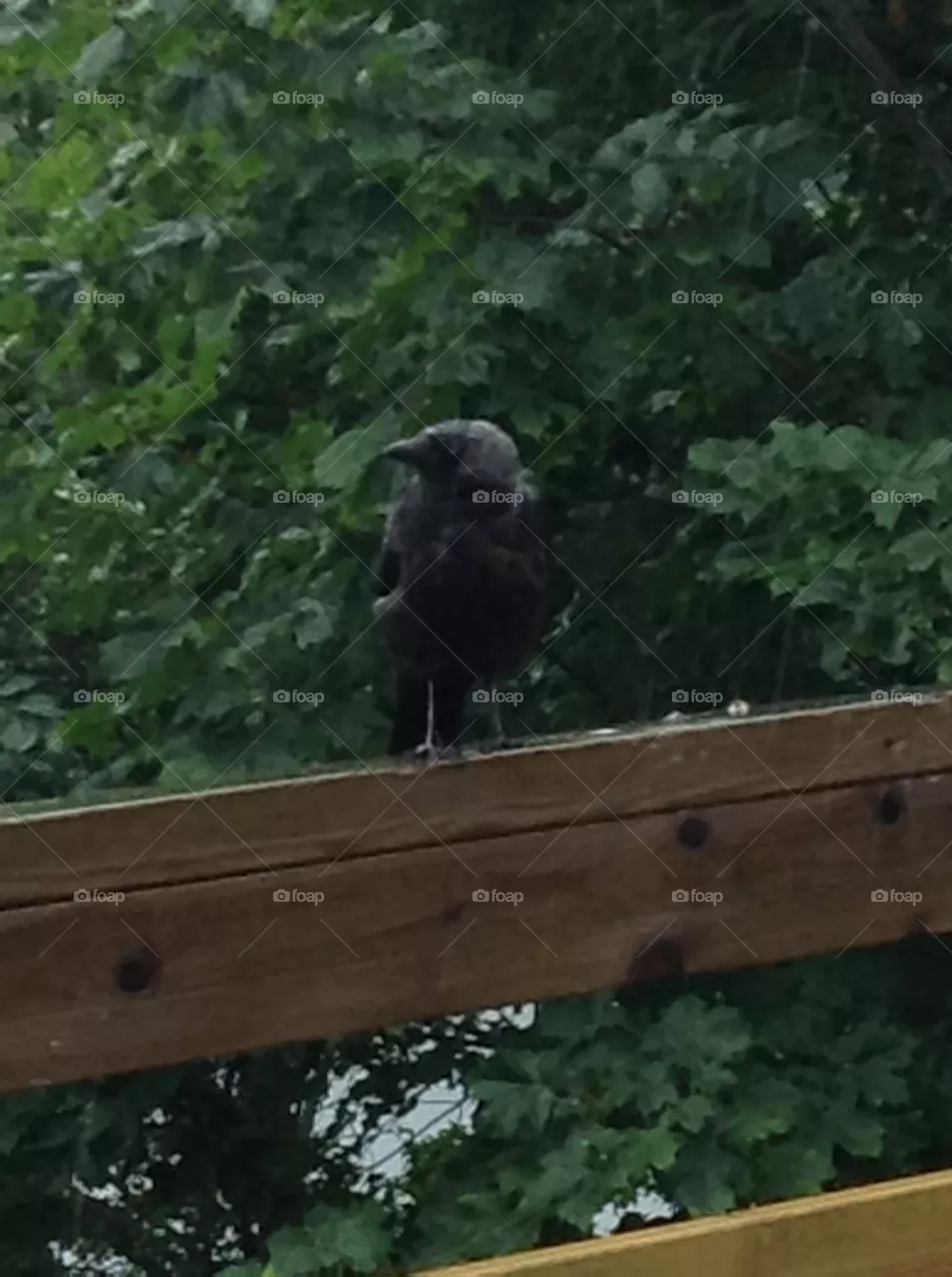 Crow