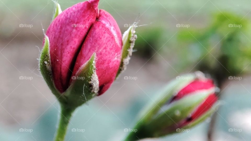 Malva plant