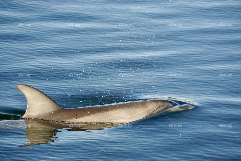 Port River Dolphin