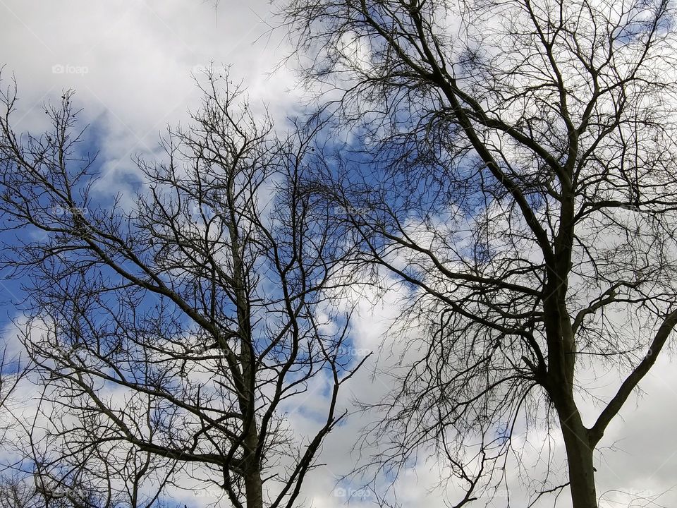 trees and cloudy sky