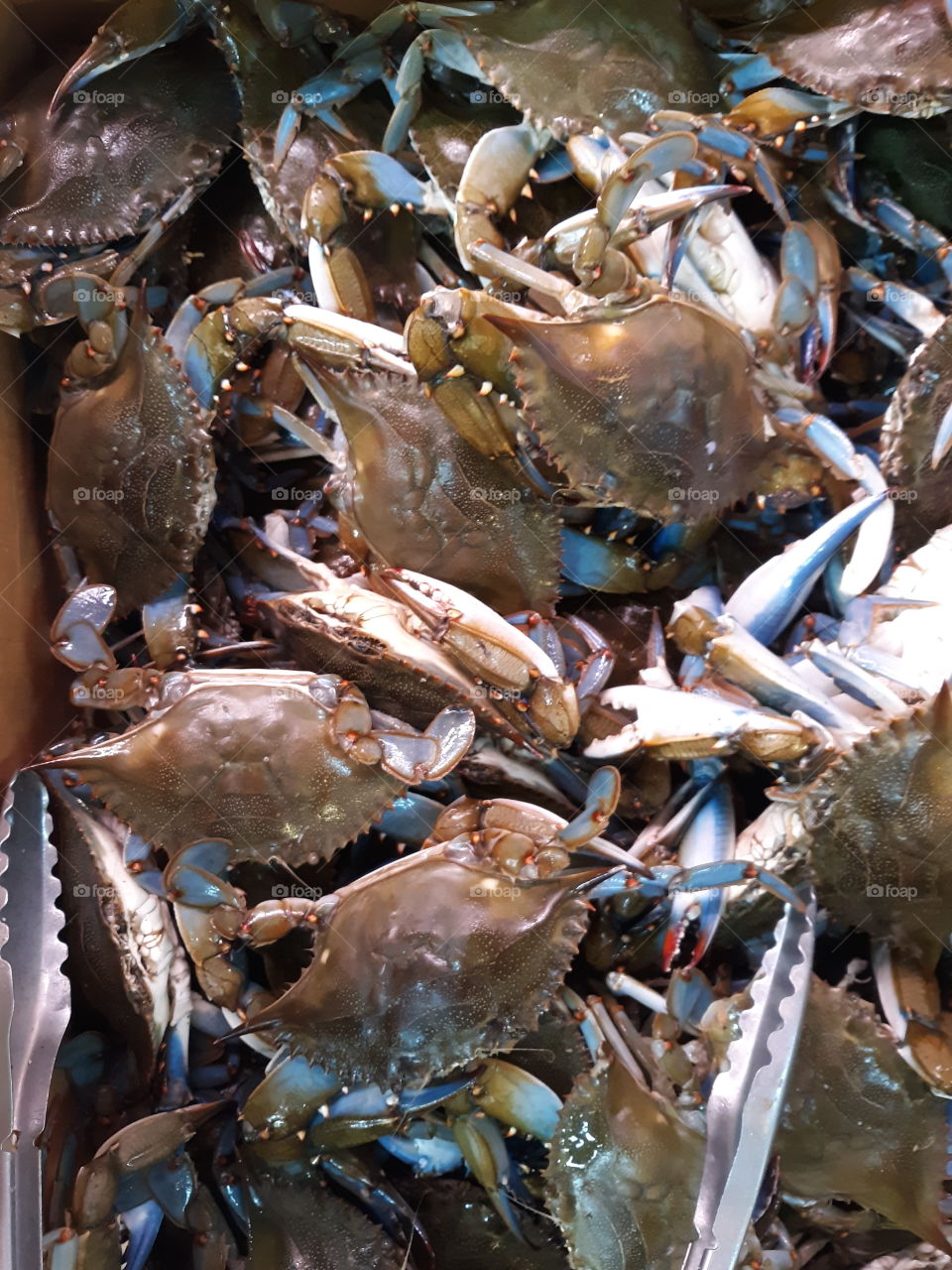 Blue crabs on display, healthy and clean.