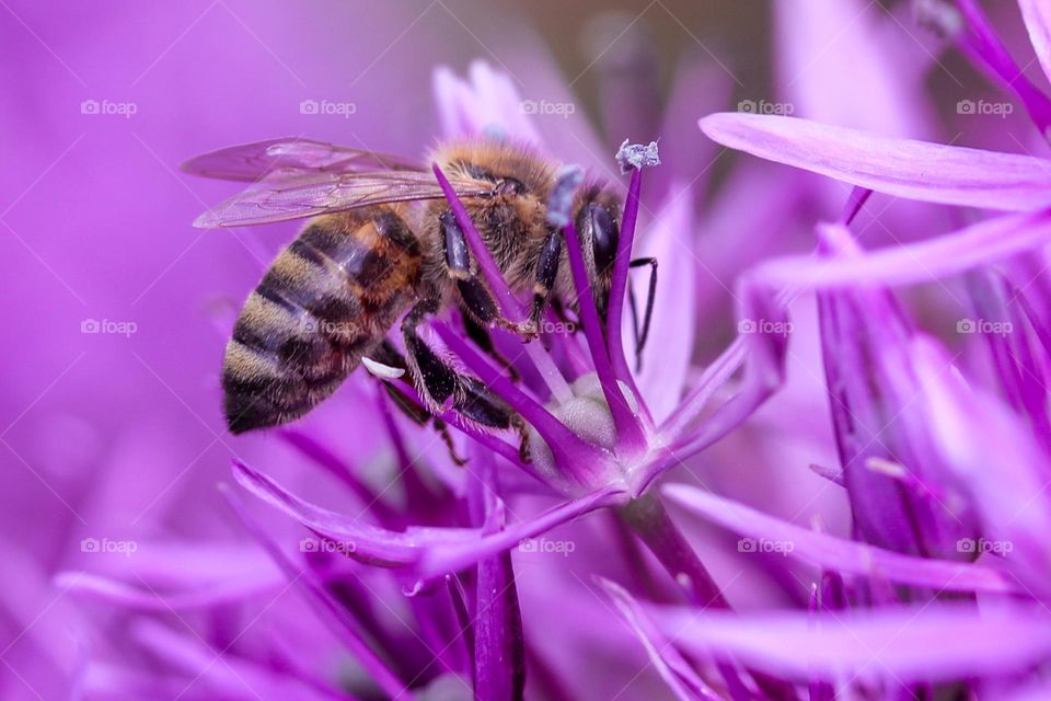 A bee at the flower