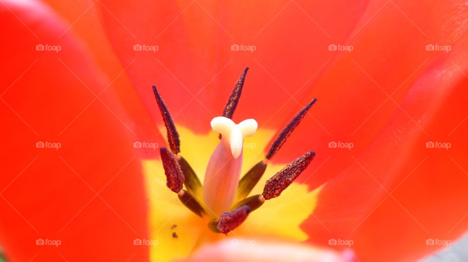 Beautiful red and yellow tulip close-up showing stamen 