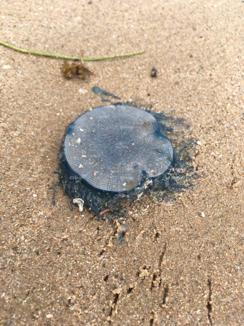 Jelly fish on the sand
