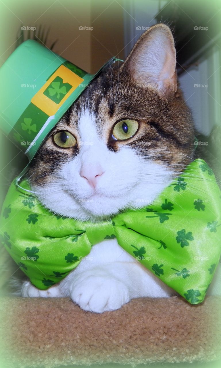 St-Patrick cat