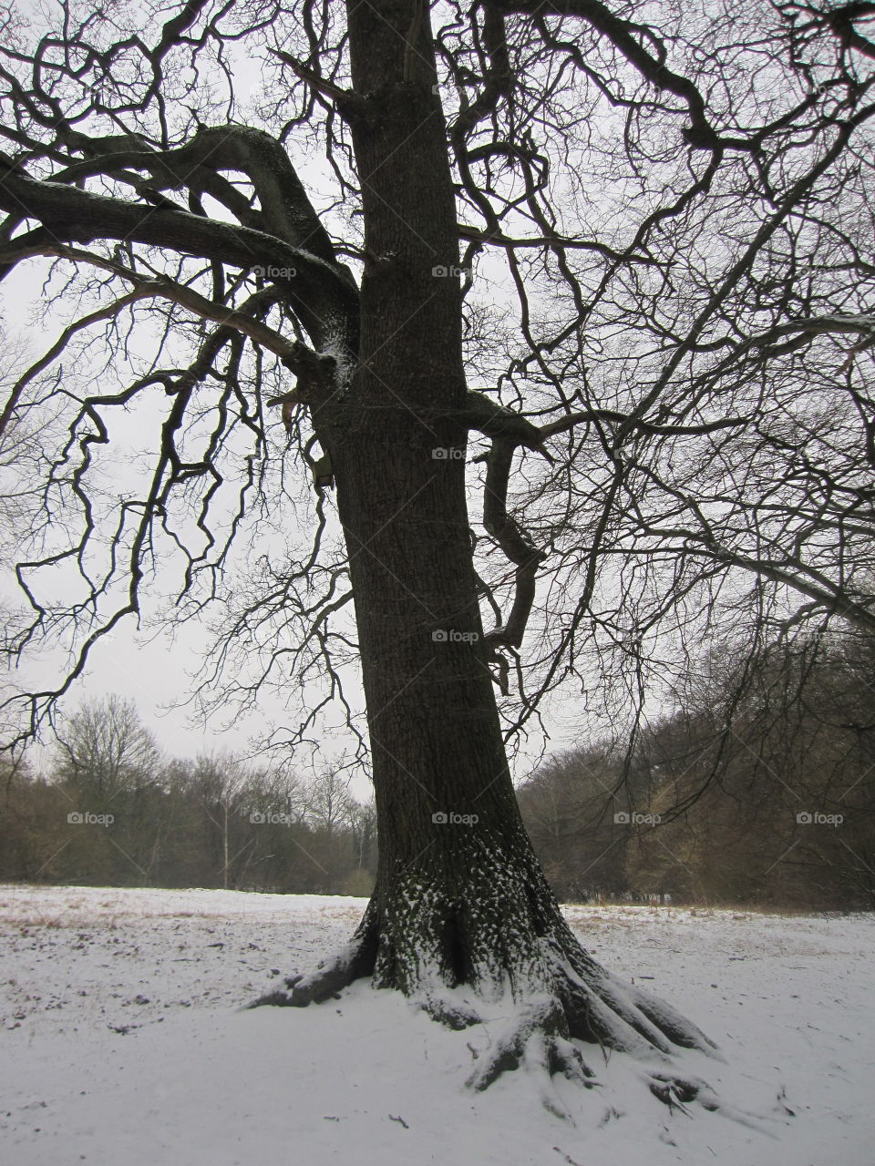 Tree, Winter, Landscape, Wood, No Person