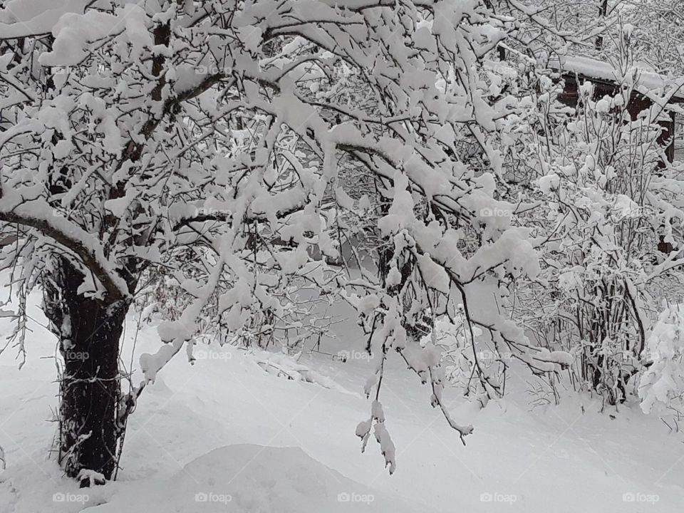 Snow laden tree