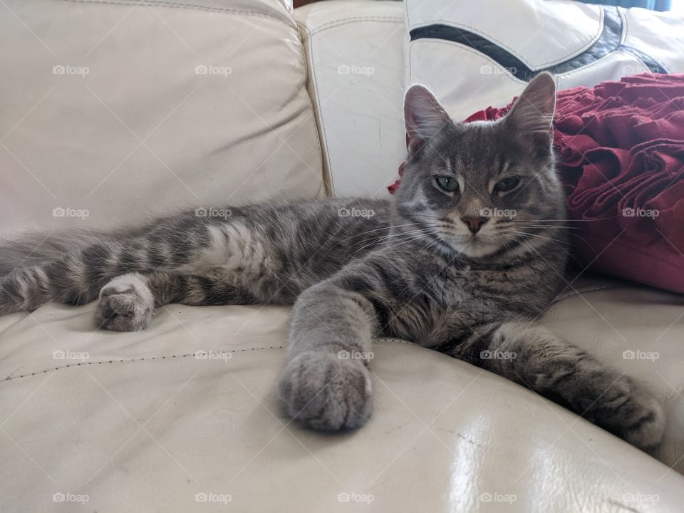 Blue the cat resting on the couch