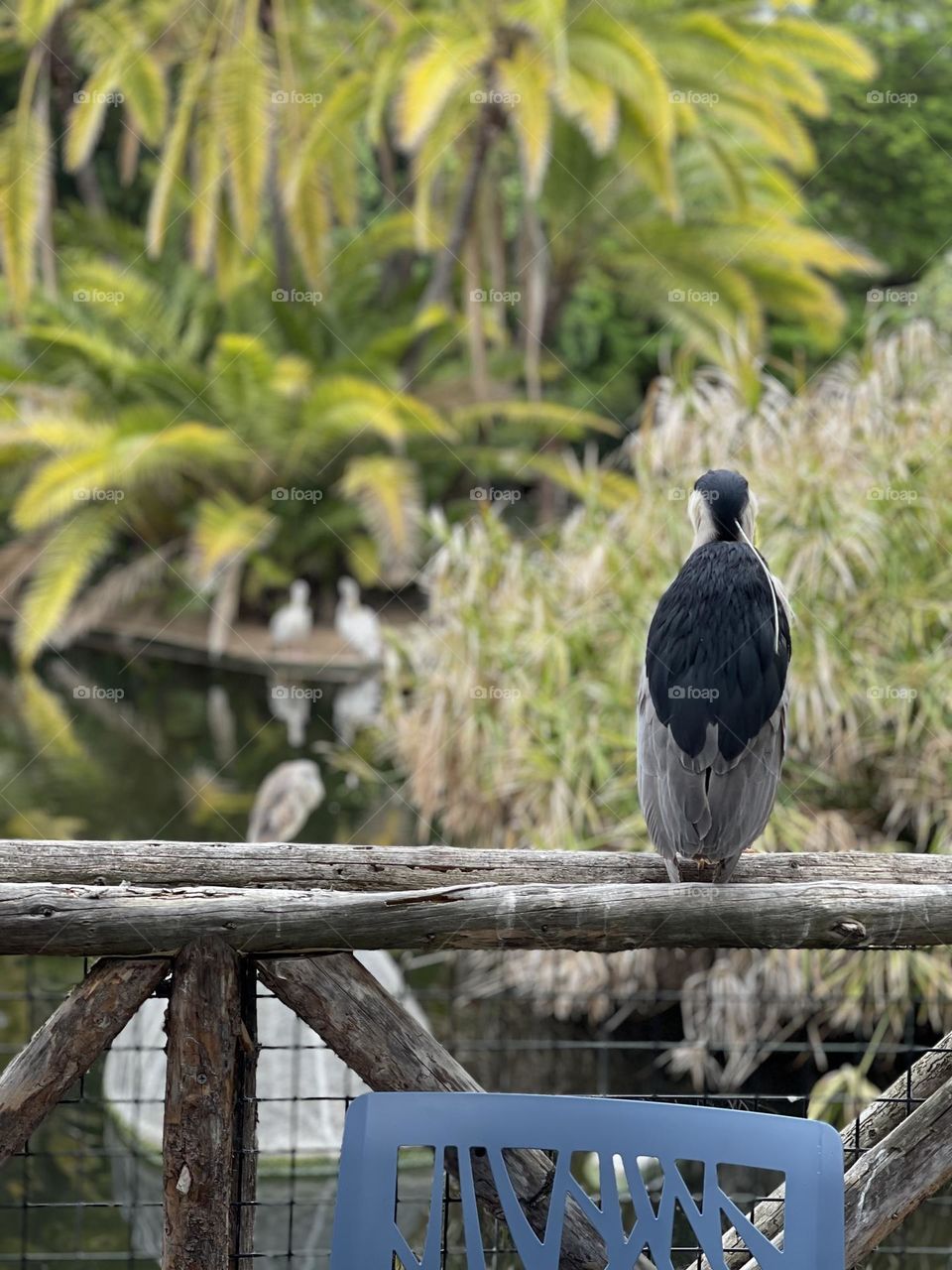 Perched bird at the San Diego Zoo Safari Park 