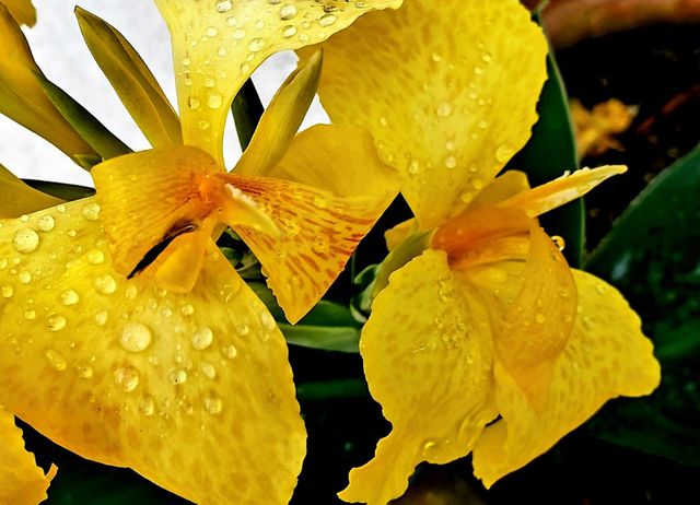 yellow flower macro