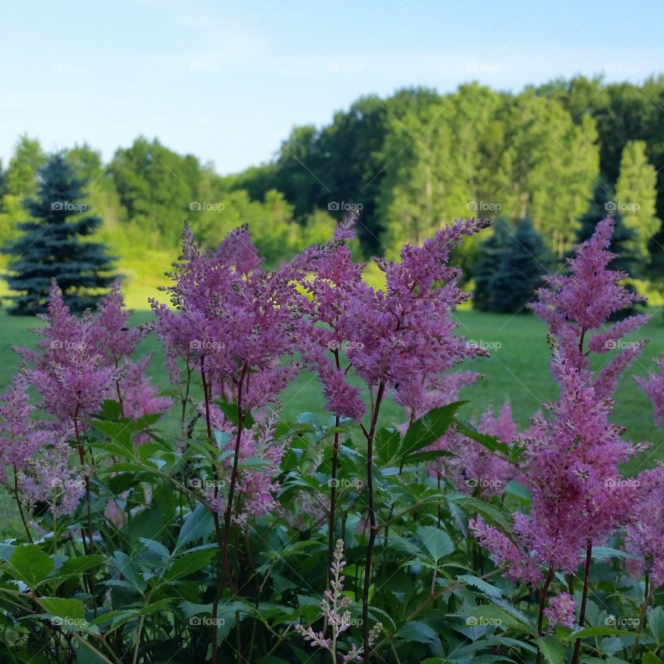Astible Plant loves the cool shade and just views the sun, basking in the coolness