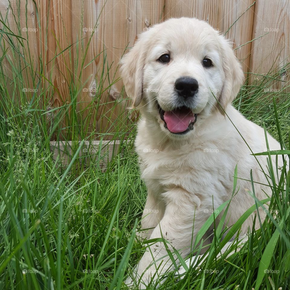 Adorable puppy sitting in grass