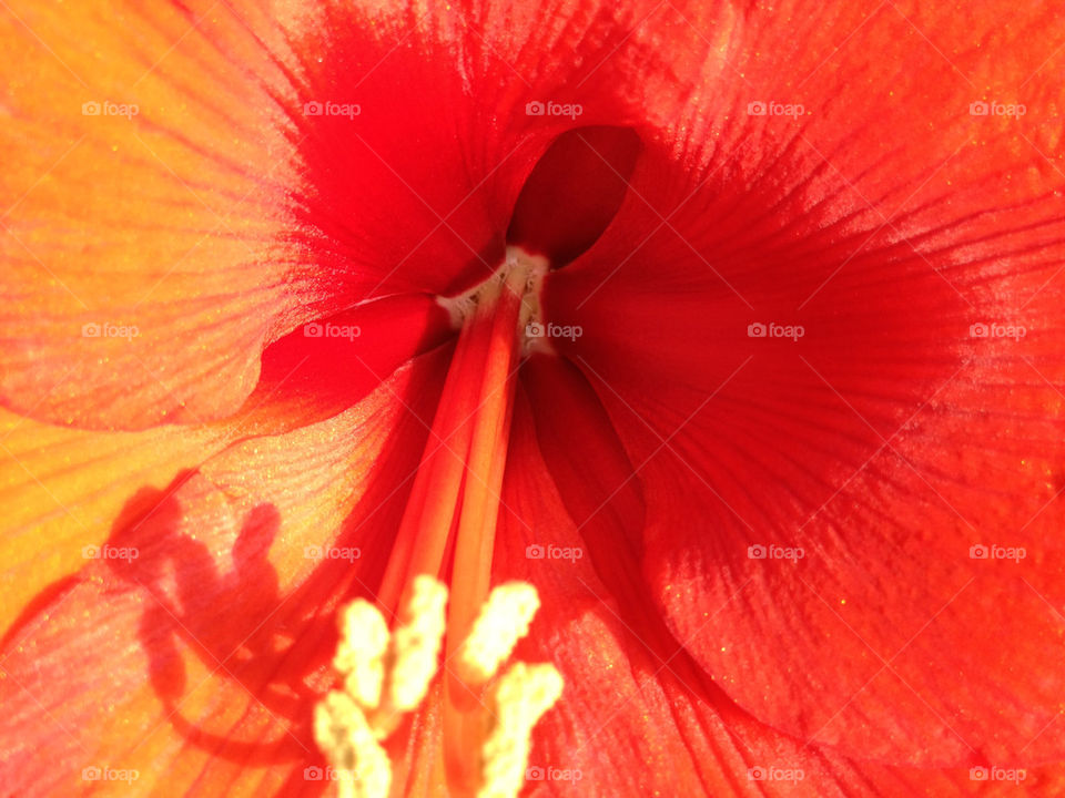 flower red amaryllis christmas by liselott