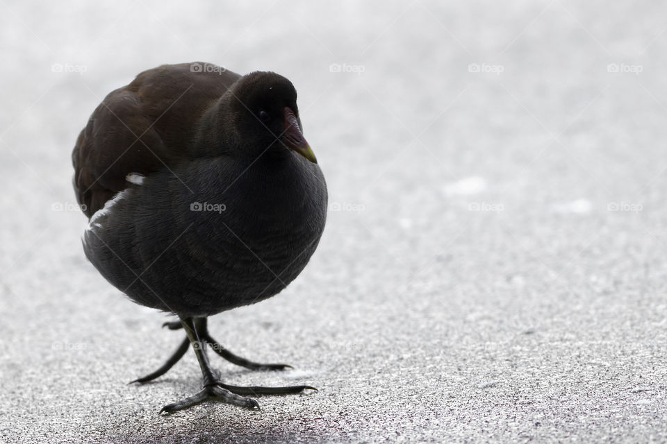 Moorhen (Gallinula chloropus, Aves) on the ice of a frozen lake