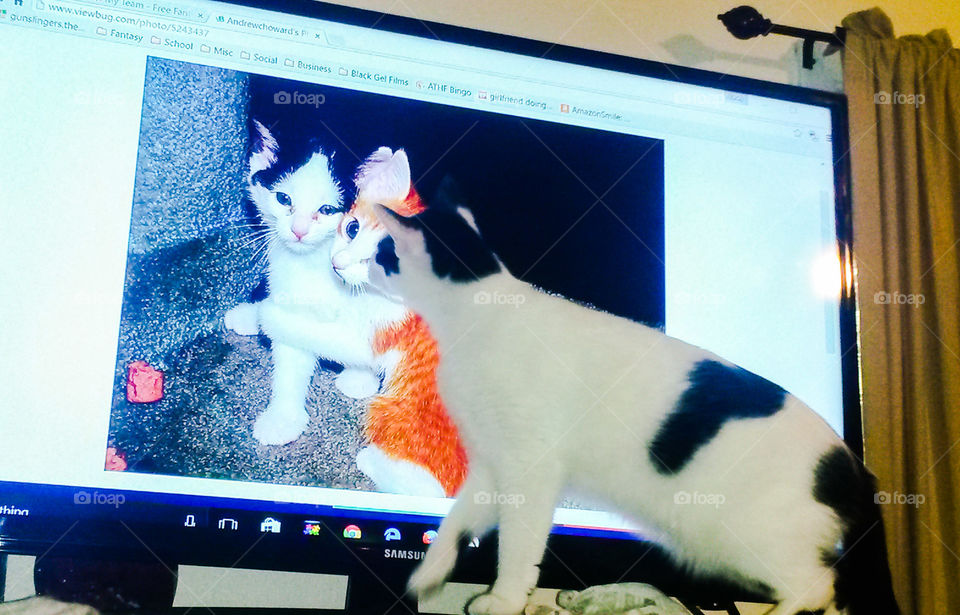 Deja Vu. I was viewing some old photos and my kitty recognized himself and his sister.