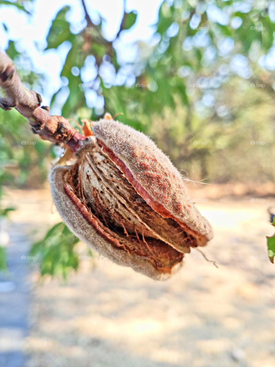 wild almond tree growing in an open field in Sacramento California
