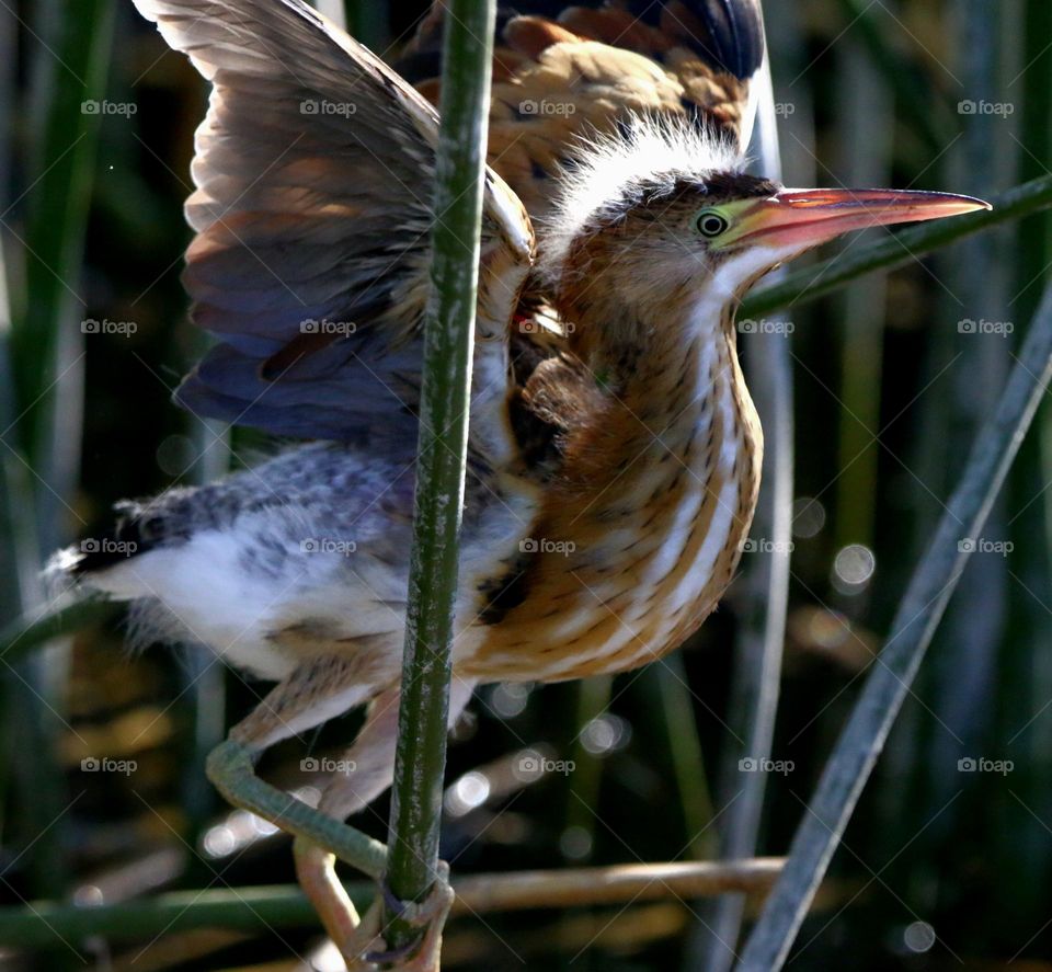 Least Bittern Juvenile in Reeds