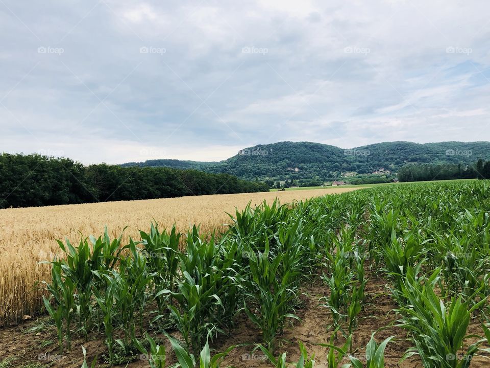 Crop field in France 🎡