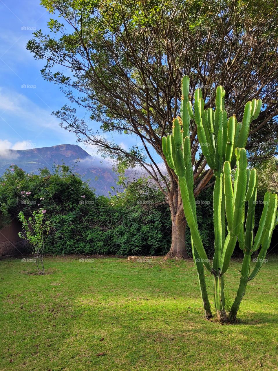 Unbothered cactus.