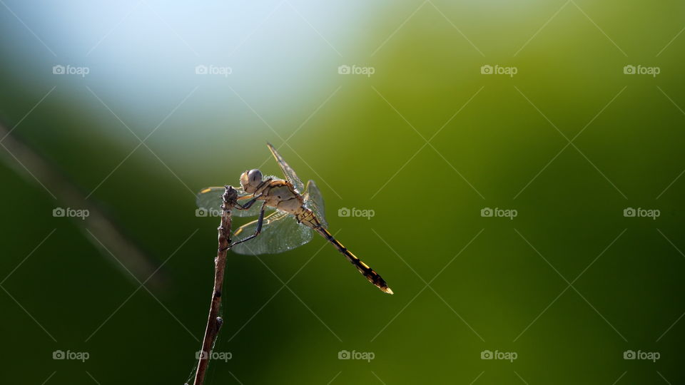 Dragonfly on a twig