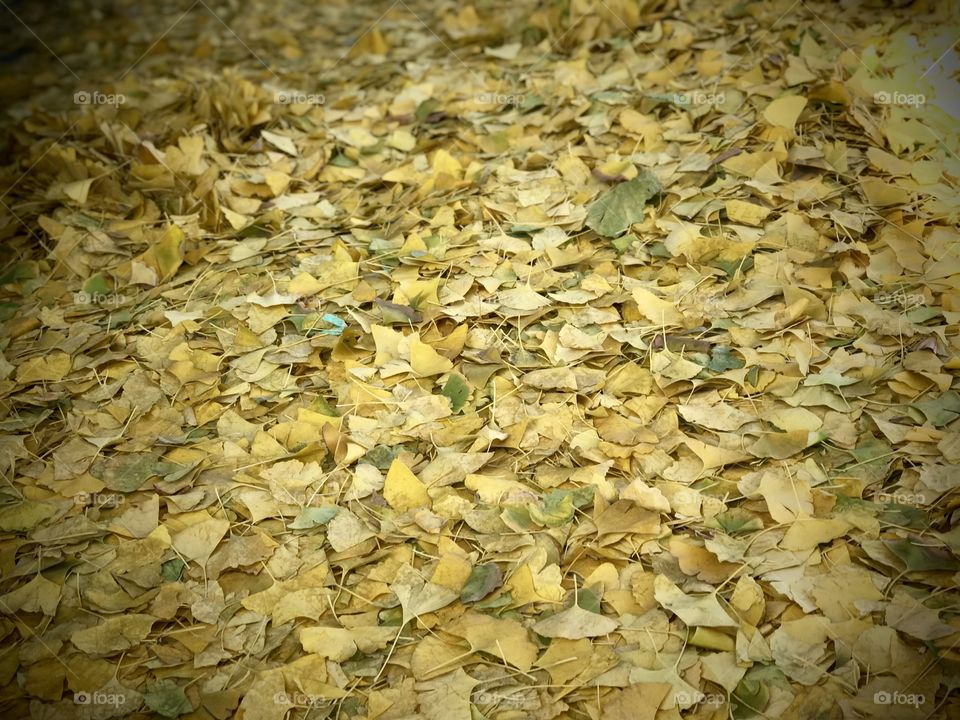 Autumn leaves on the ground 