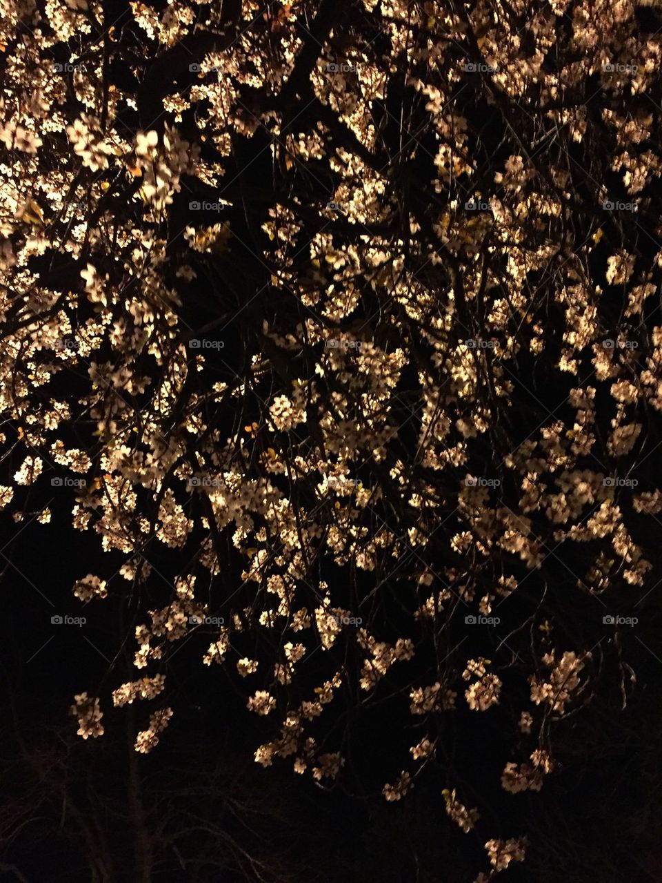 Spring flowers at night