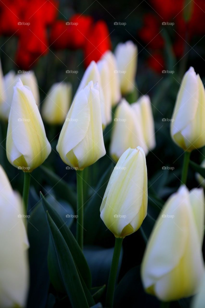 White tulips 