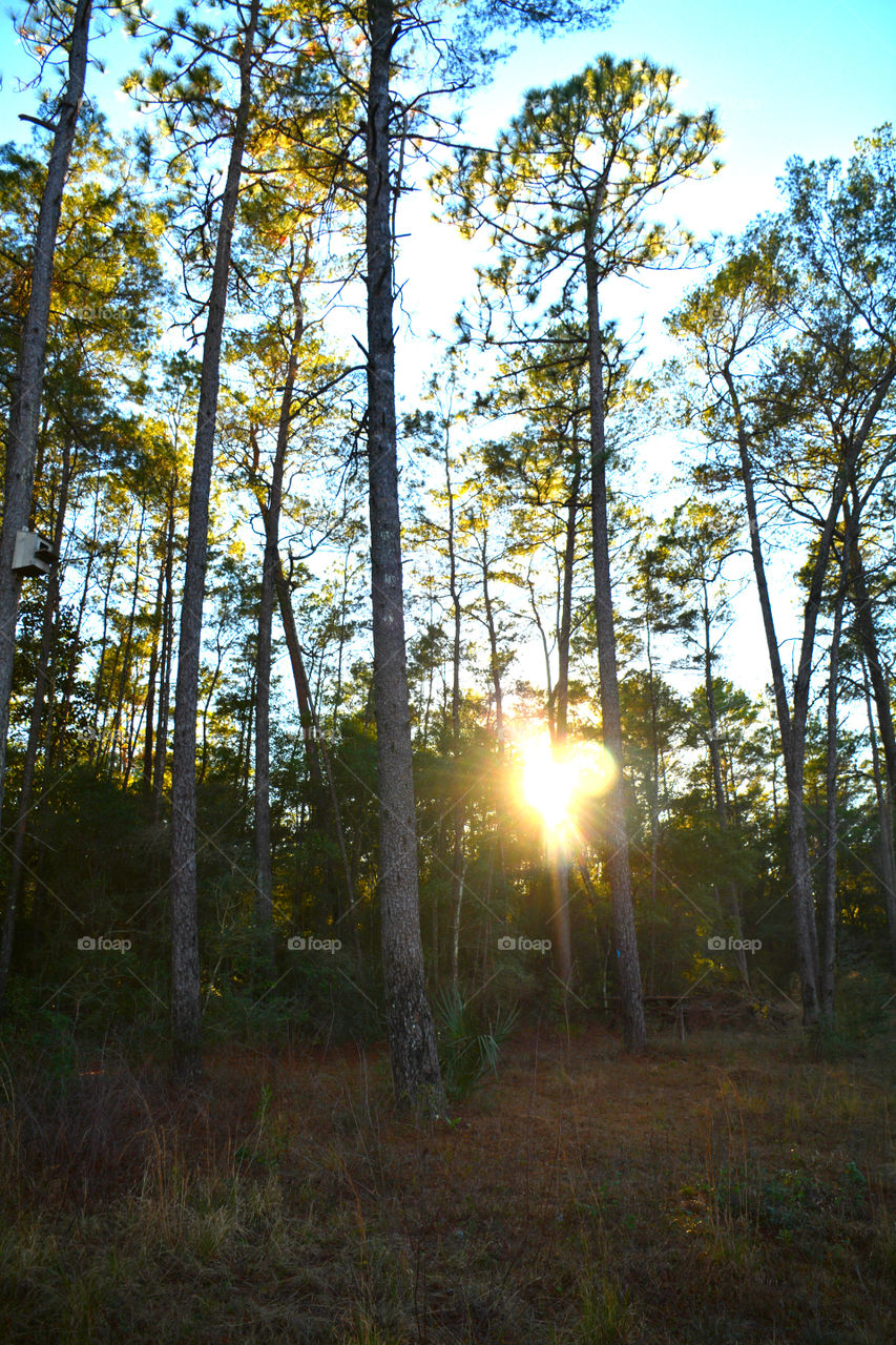 A Forest in every season! The forest's smell was fresh and organic! You could hear rustling as the wildlife scattered as the twigs were crunching under my feet. The trees were the towers of the forest. There are forests for all four seasons which display their own individual characteristics!