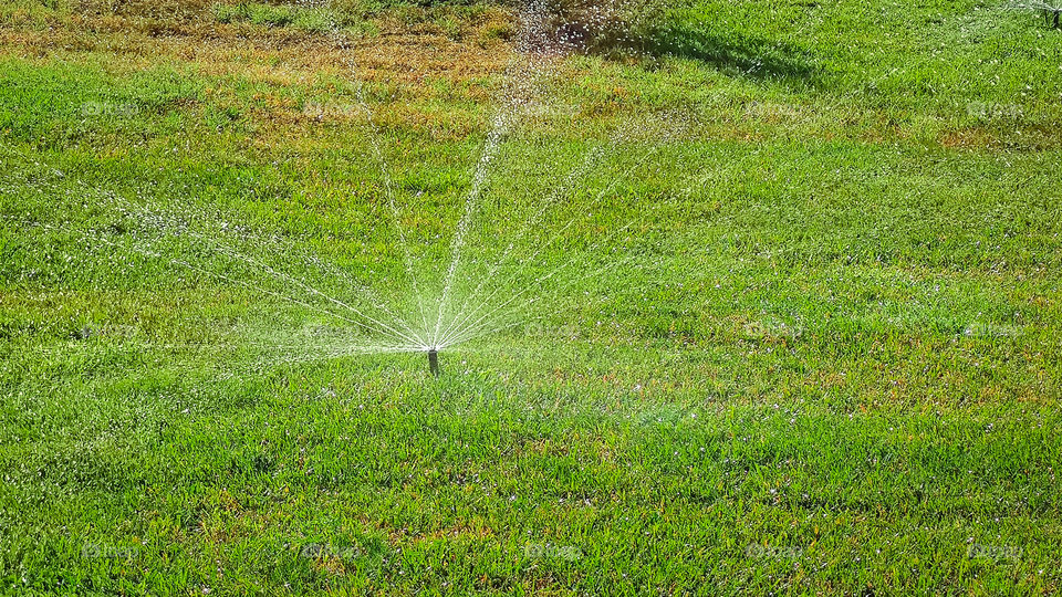 Automatic watering of the green lawn.