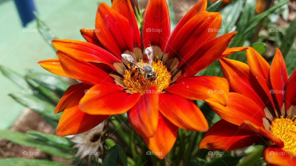 Bee on bright flower