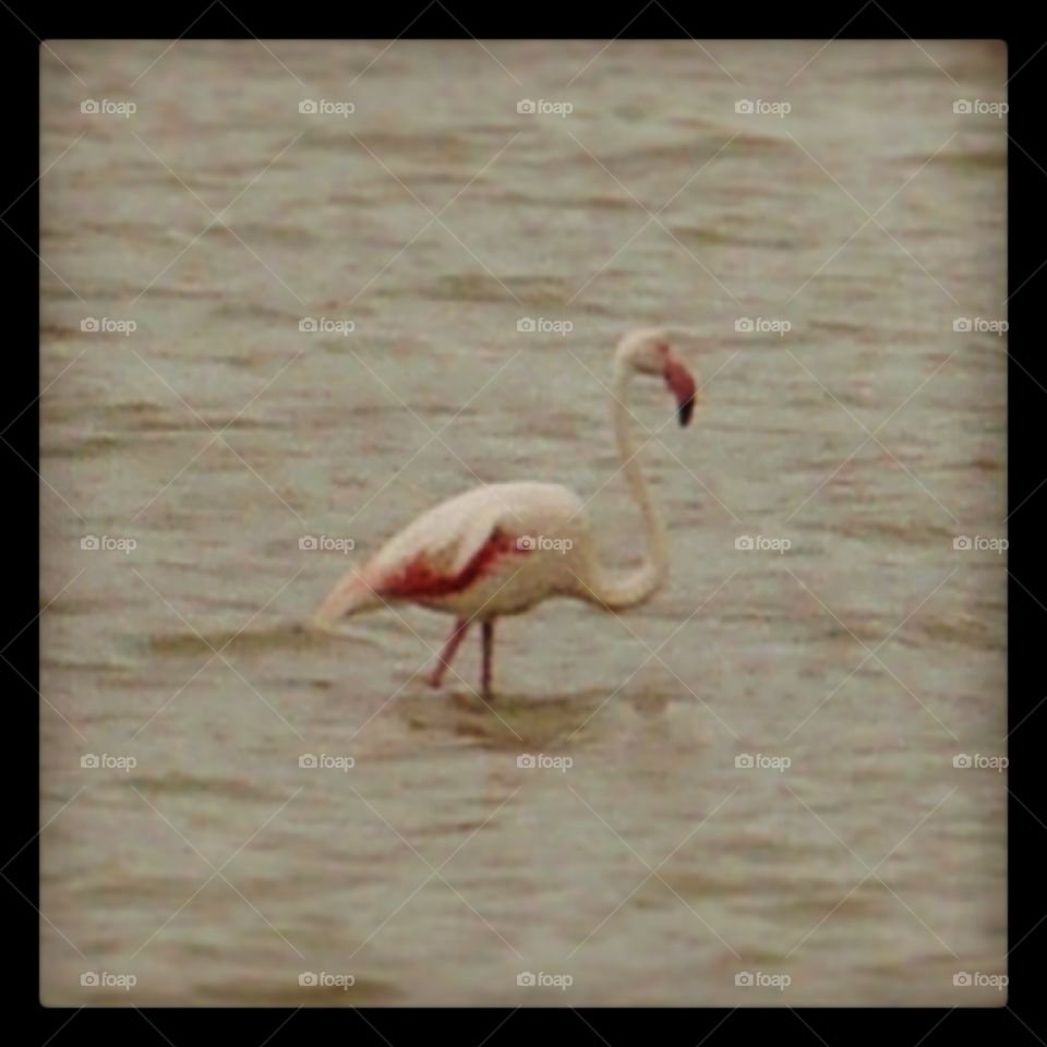 Flamingo in Molentargius pond, Cagliari, Sardinia, Italy