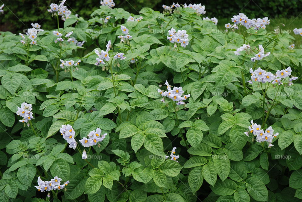 Potato plants growing in field