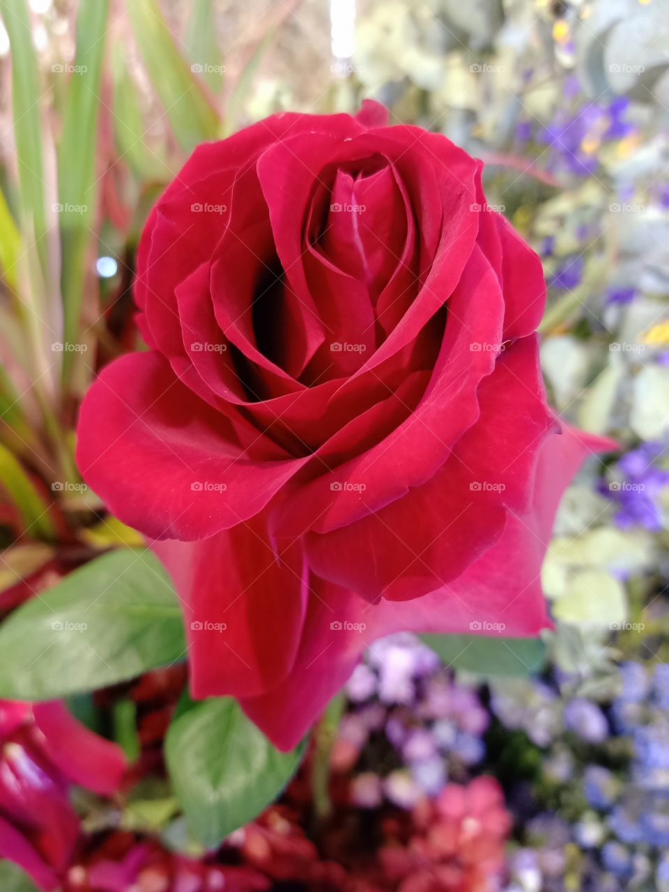 Beautiful red rose