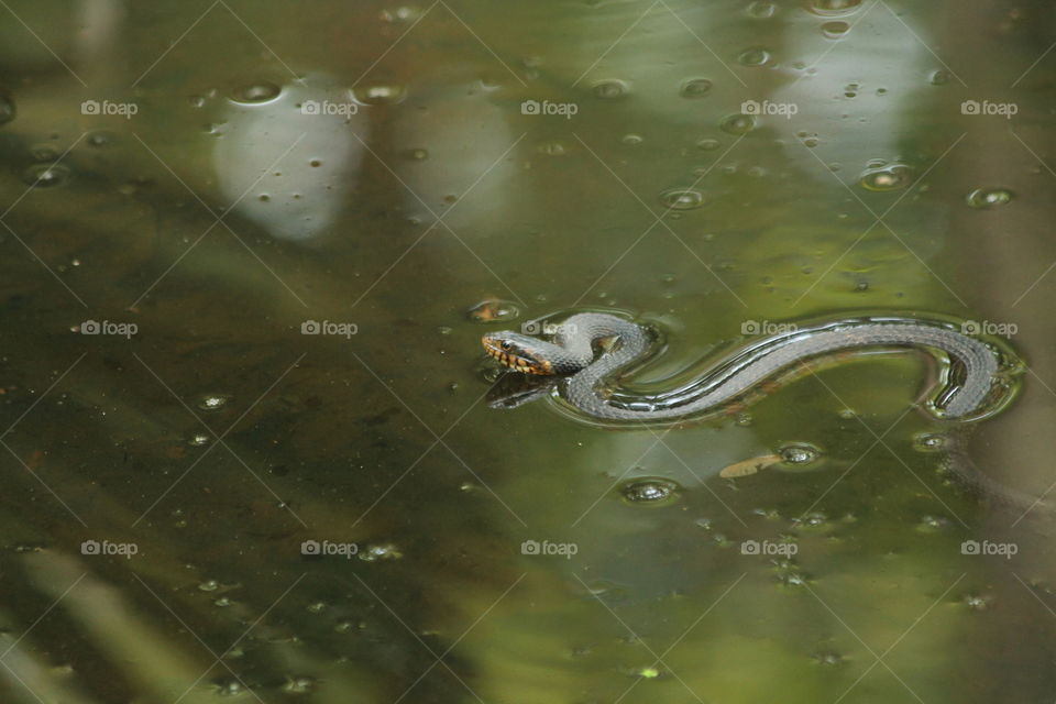 Snake swimming .