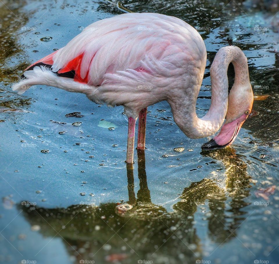 Flamingo Schonbrunn Zoo