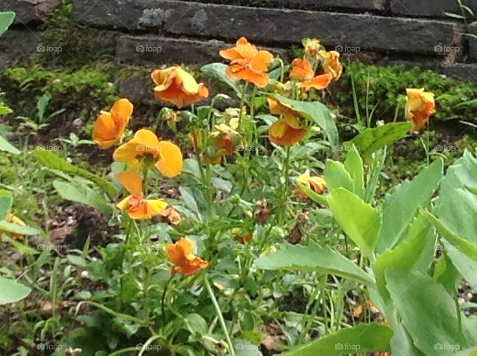 Orange pansies.