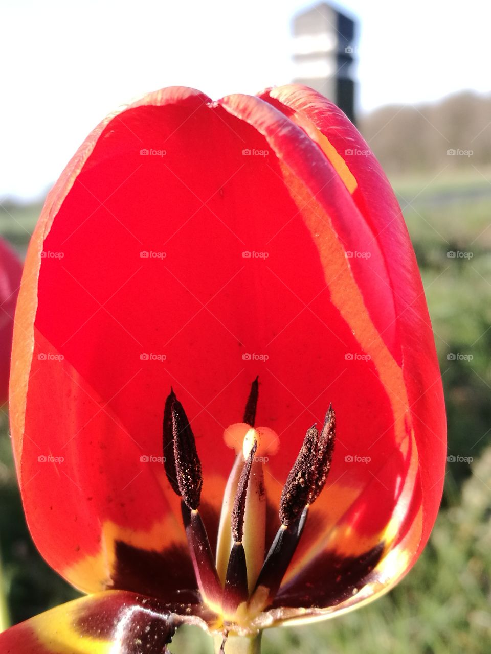 red tulip